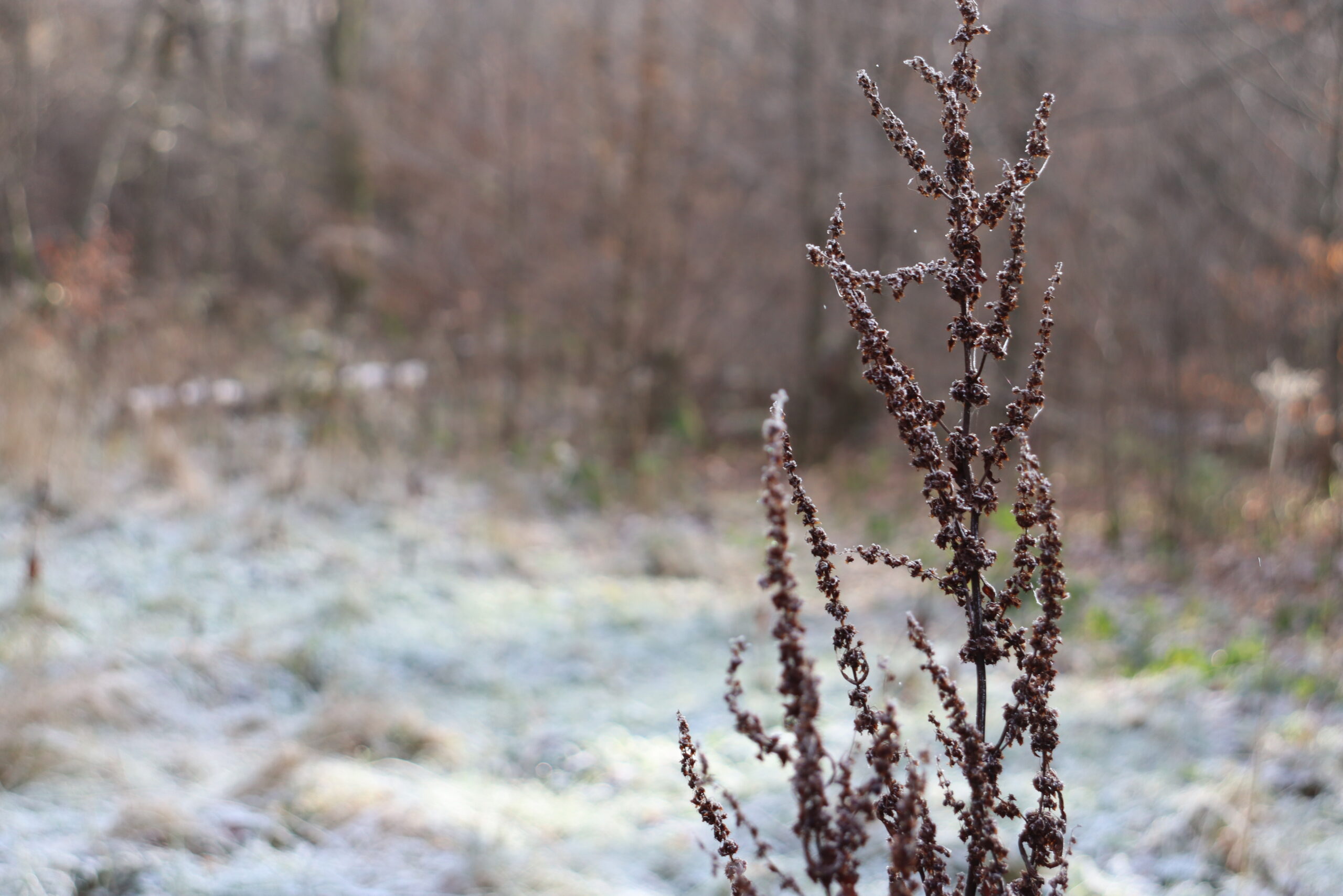 Winterrituale im Wald